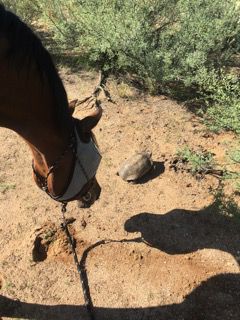 Readers share their desert tortoise photos
